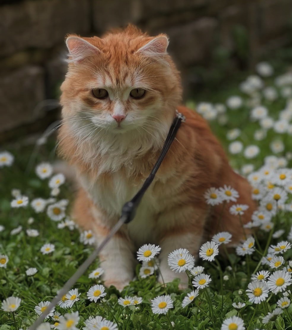 Sibirisk katt Metis